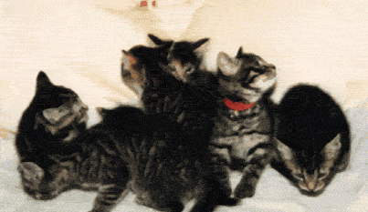 picture of seven kittens