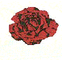 picture of rose